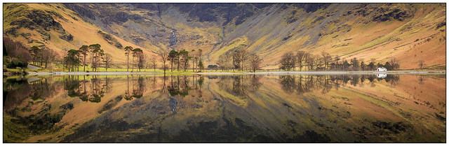 Buttermere Pines