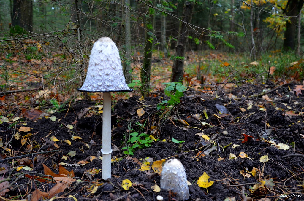 Mushrooms Inktzwam On - Explore