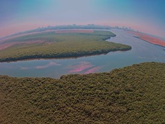 View from above of Ajman UAE mangrove forest