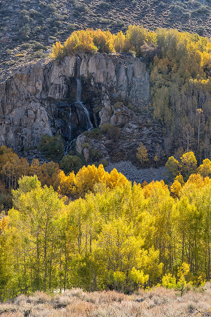 Eastern Sierra Fall Colors