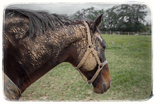 horse portrait | by bialobrody