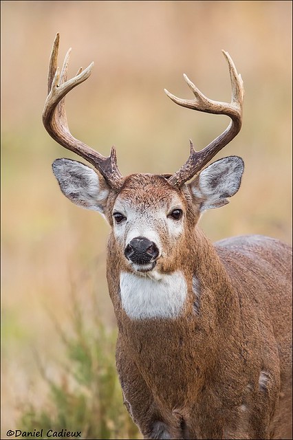 Whitetail Deer - Buck