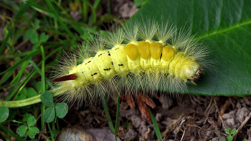 paletussockmothcaterpillar caterpillar callitearapudibunda wildlifecafe nikond810 tamron90mmmacro macro