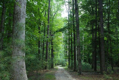 photo of a trail through the forest