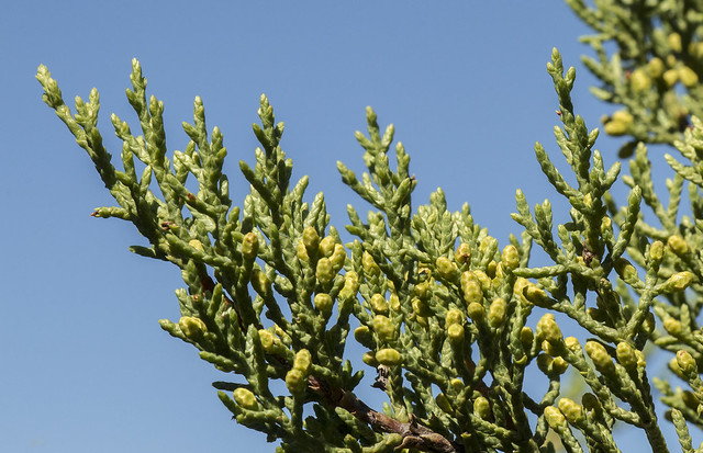 Male Cones, Sargent Cypress, Hesperocyparis sargentii