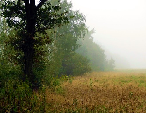 jacek zielonka wegliniec landscape lowersilesia borydolnoslaskie fog forest edge tree poland piensk zgorzelec zgorzeleccounty z