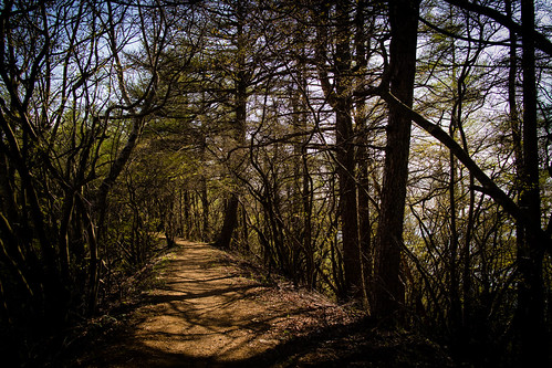 Forest Path in the Mountains | by Imaraccoon