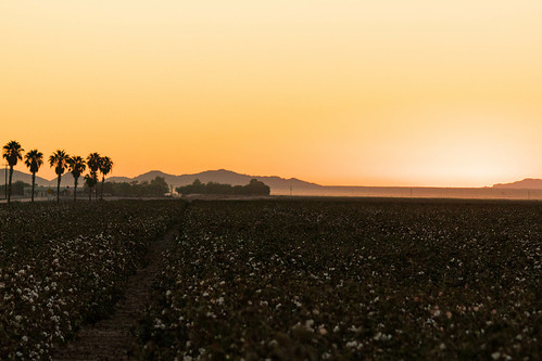 fall flowersplants agriculture arizona cotton cottonfield desert josemendozaphotography maricopa photograph photography photooftheday sunrise unitedstates us