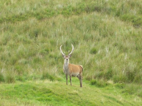 young stag animal deer antlers youth watch wait admire delight kinbrace sutherland north scotland green open space allanmaciver