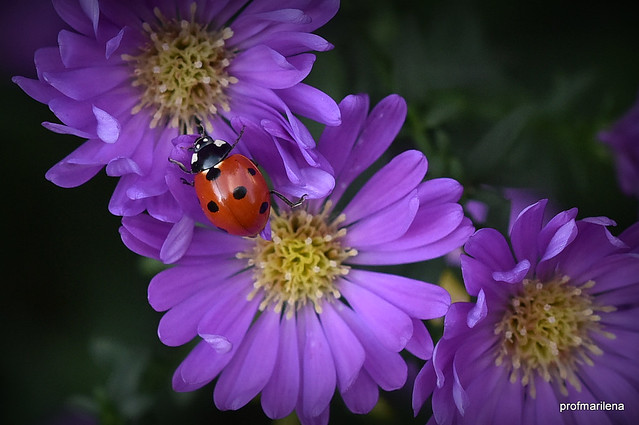 DSC_5898  plump autumn ladybug in my garden
