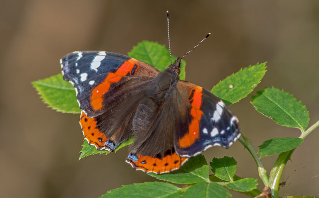 JWL1239  Red Admiral..