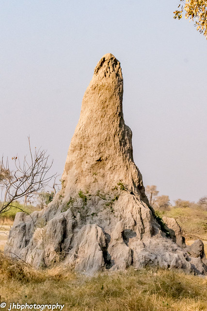 Termite Mound - Chief's Island, Okavanga Delta, Botswana, Africa -Summer 2017-269.jpg