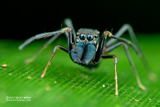 Ant-mimic jumping spider (Emertonius malayanus) - ESC_0027