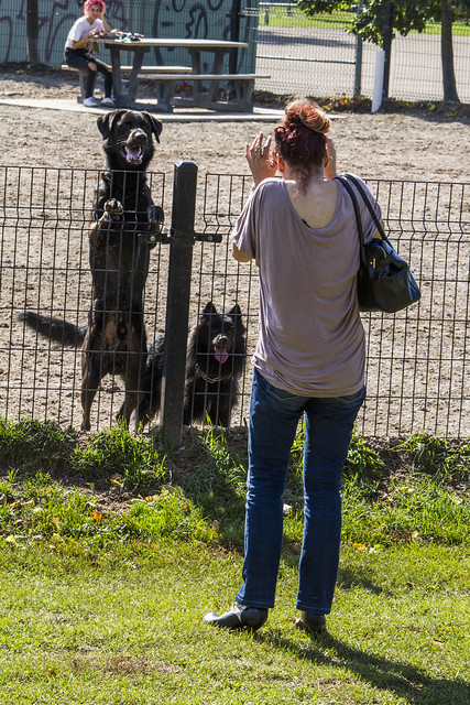 Friendly dogs in Sorauren Park