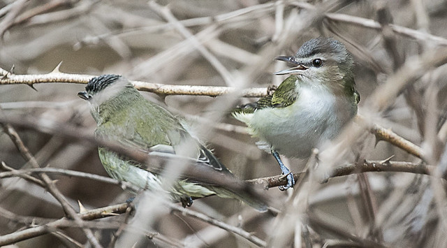 Red-eyed Vireo8  Discussion Bird B talking to bird A.