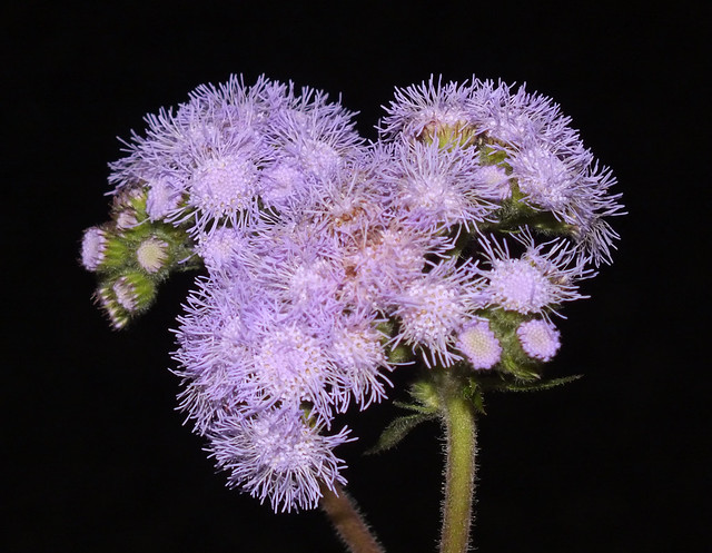 Petiolate ageratum (Ageratum petiolatum) flowers