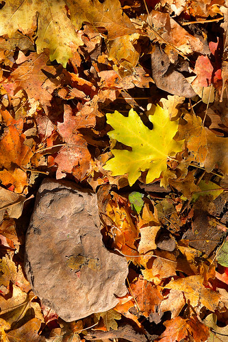 eechillington corelpaintshoppro nikond7500 viewnxi neffscanyon patterns nature leaf fall rock hiking utah