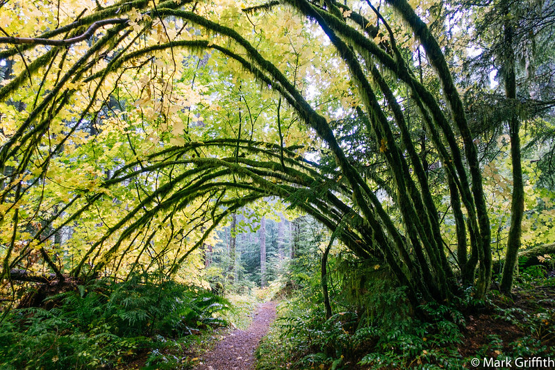 Vine Maple Arch