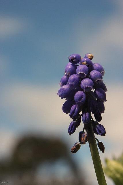 blue grape hyacinth in Zeehan