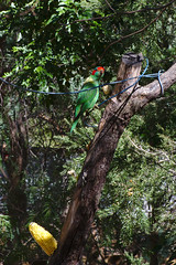 Musk lorikeet?, Tamworth Marsupial Park