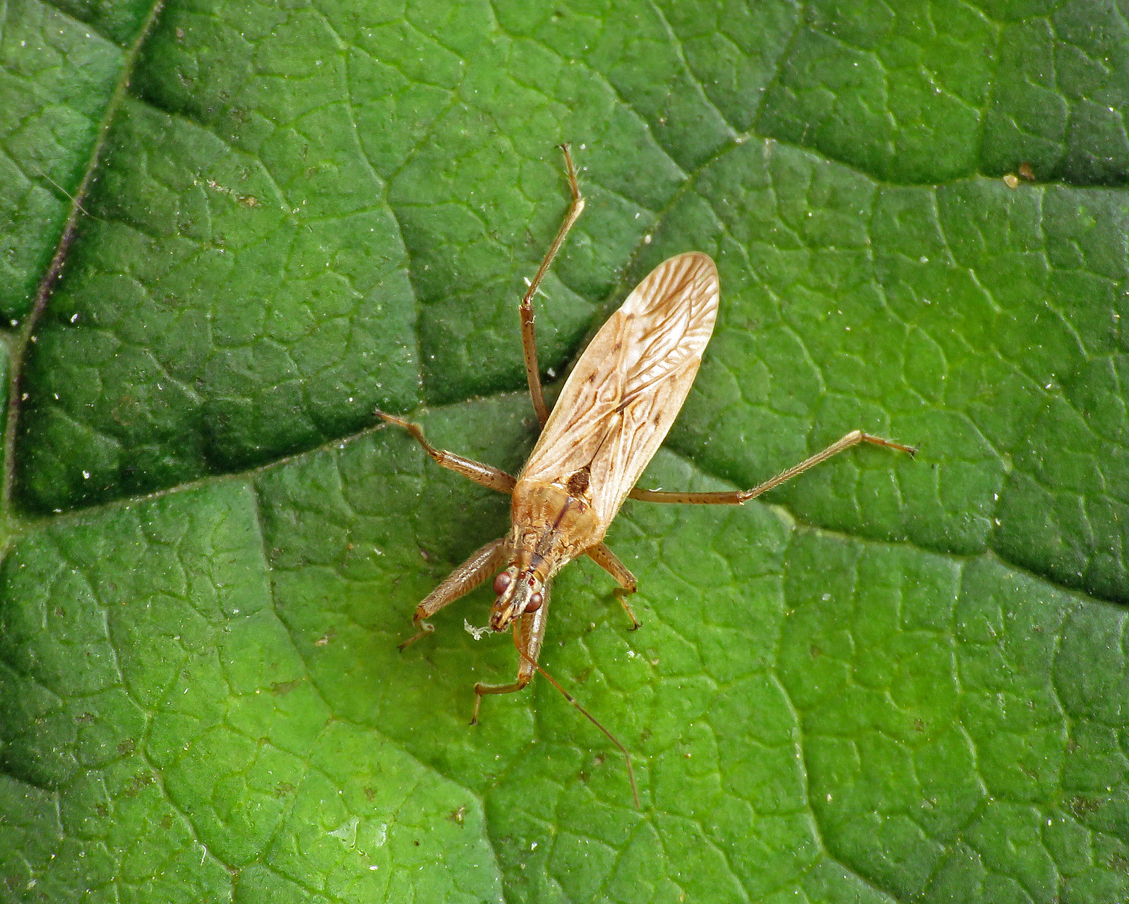Field Damsel Bug - Nabis ferus