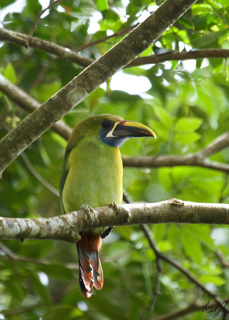 Northern Emerald-Toucanet (Blue-throated)- Monteverde, Costa Rica