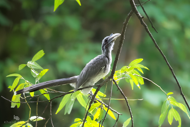 Indian grey hornbill (Ocyceros birostris)