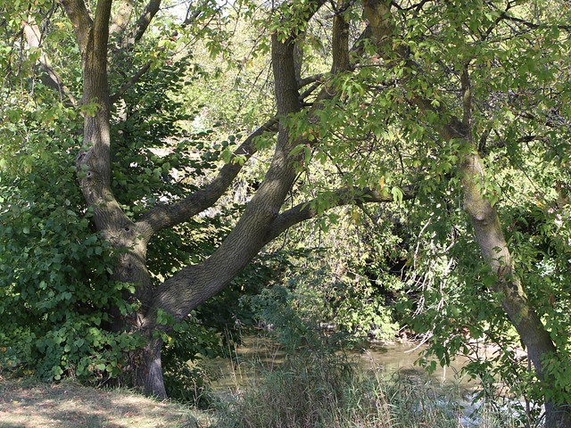 Trees at Oshawa Creek