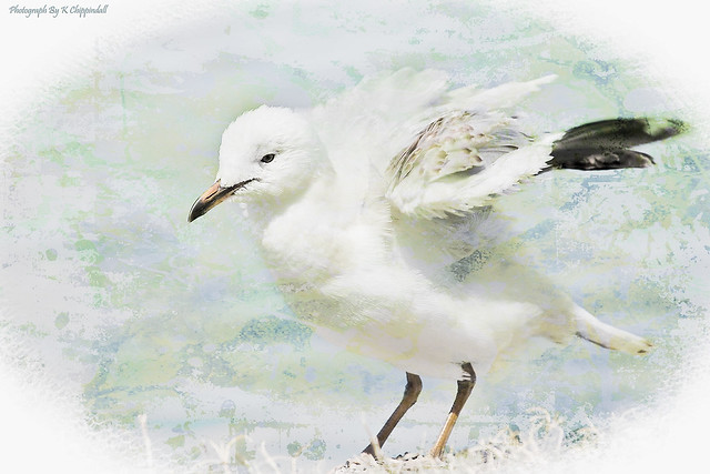 Seagull art 5851 s