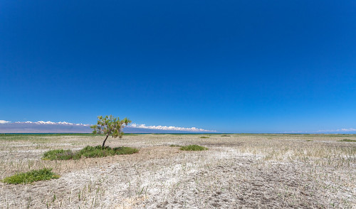 saltmarch issykkul lakes lakeshore trees salt sky blue clouds mountains grass white deserted kyrgyzstan scenery panorama vast