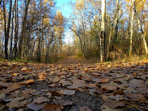 Fall in the Mill Creek Ravine | Mack Male | Flickr