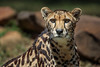 Image: King Cheetah