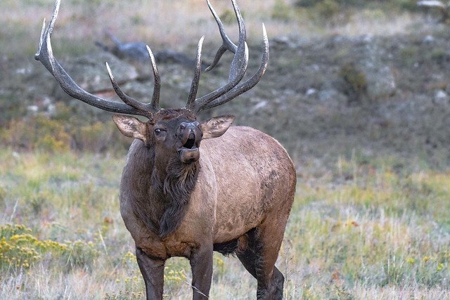 Bull Elk Bugle -Upper Beaver Meadows - RMNP