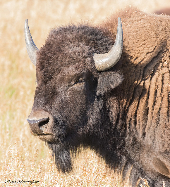 Portrait of the Artist as a Young Bison