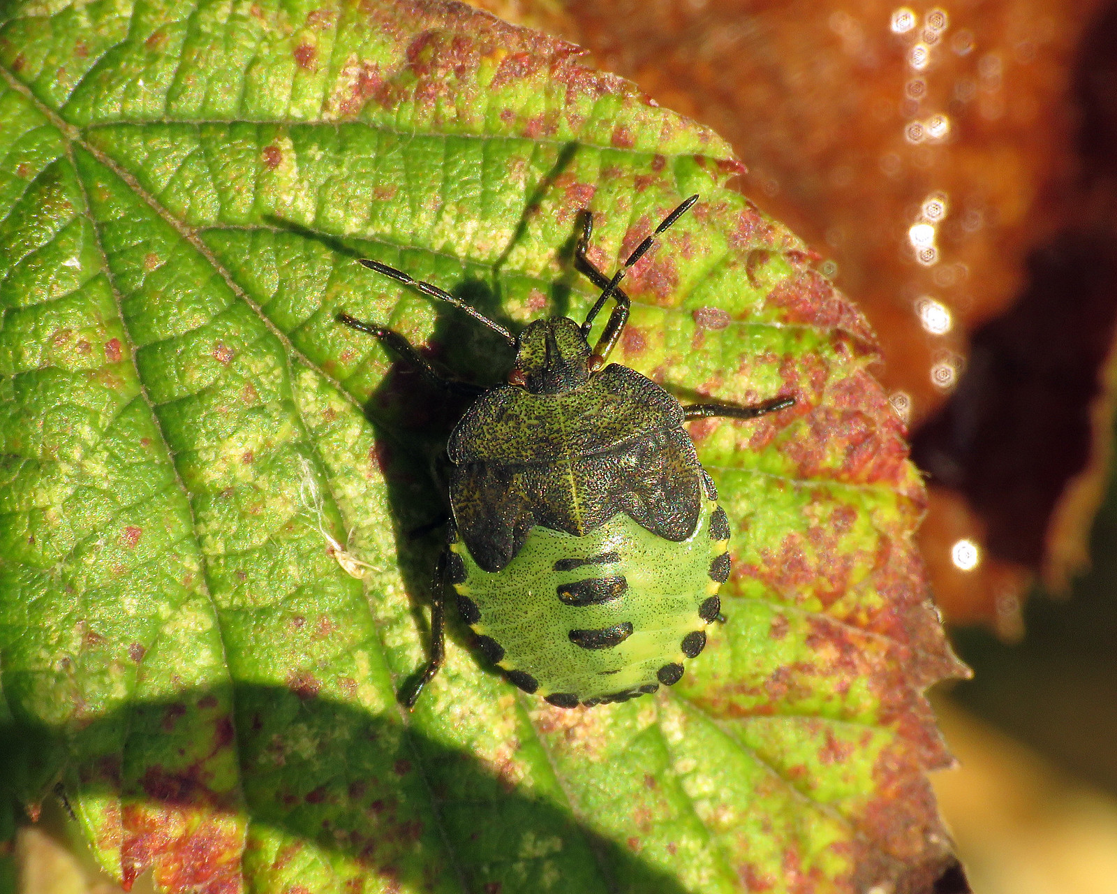 Common Green Shieldbug - Palomena prasina