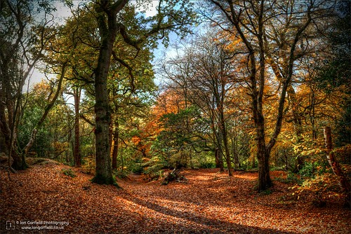 alderley edge ian garfield photography cheshire autumn gold brown leaves forest trees tree canon hdr high dynamic range leaf green shadow