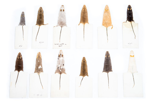 Lab strain mice skins (c.1960s)