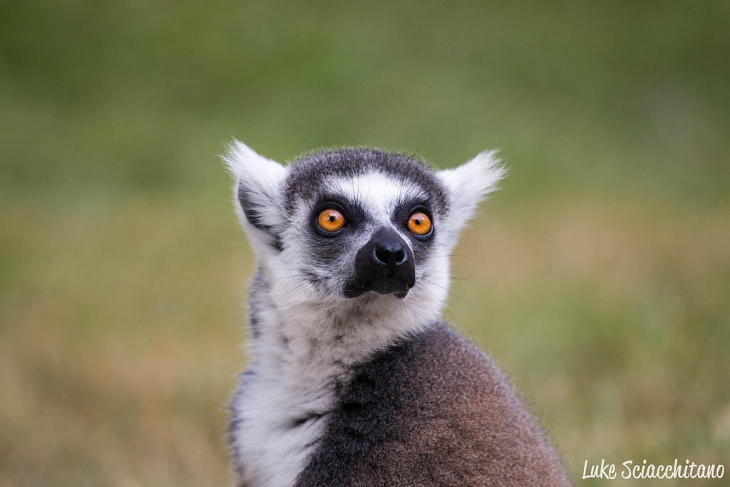 Australia Zoo - Ring Tailed Lemur