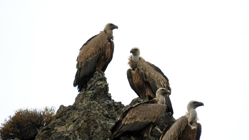 Kreta 2017 465 Vale gieren / Griffon vultures