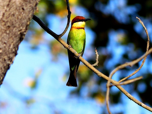 Chestnut-headed bee-eater