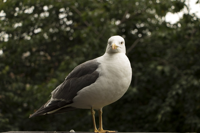 Edinburgh Seagull