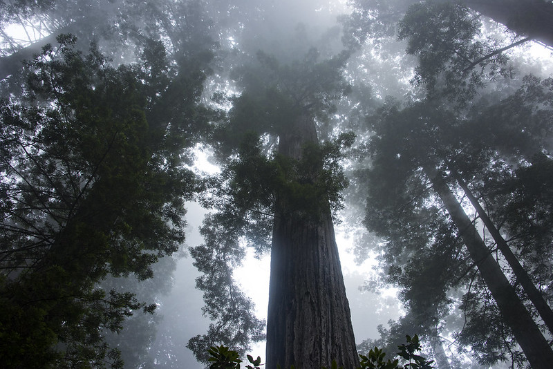 Redwood Halo