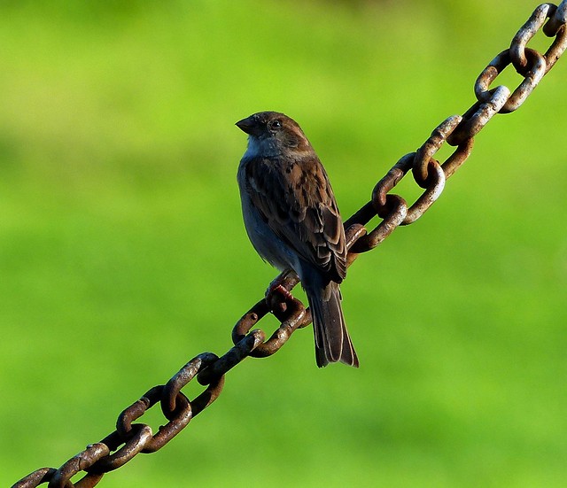 House Sparrow  (Passer domesticus)