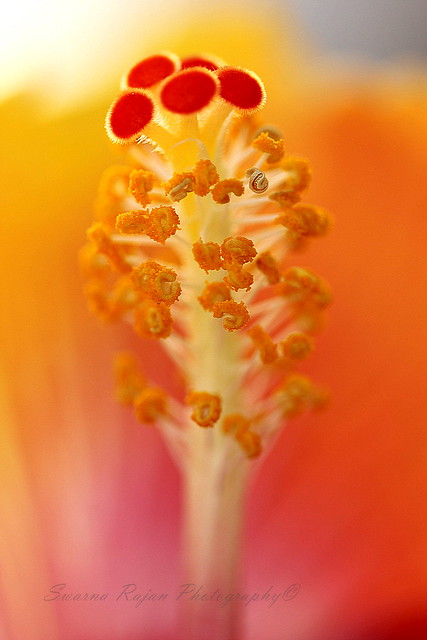 Yellow hibiscus macro