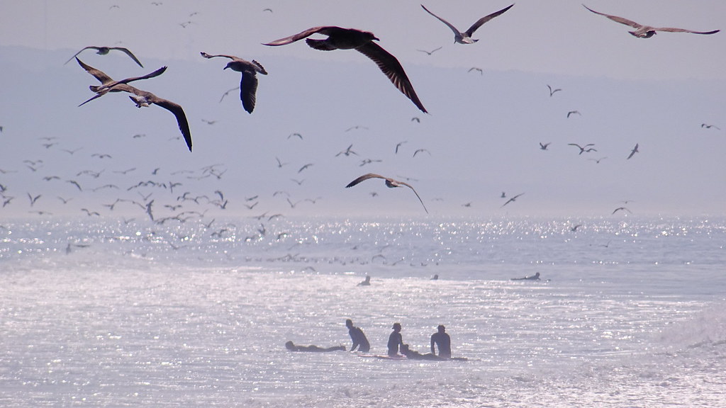refresh in the sea, delicious #freedom #birds #sea #surf#oceanview #ocean