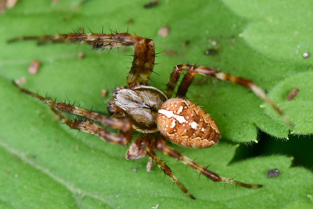 Araneus diadematus – Epeire diadème – Diadem spider