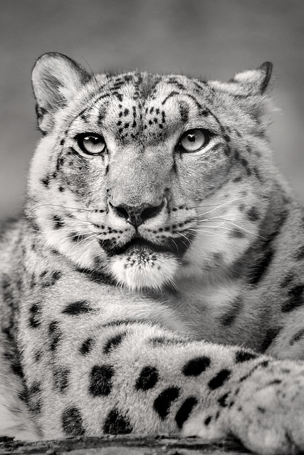 B&W Snow Leopard Stare 3-0 F LR 9-16-17 J648