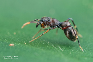 Ant-mimic jumping spider (Myrmarachne sp.) - ESC_0107
