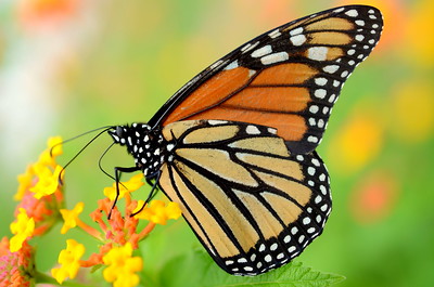 orange and black monarch butterfly on yellow flowers