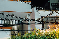 Bird Infestation, Puerto Berrio Colombia